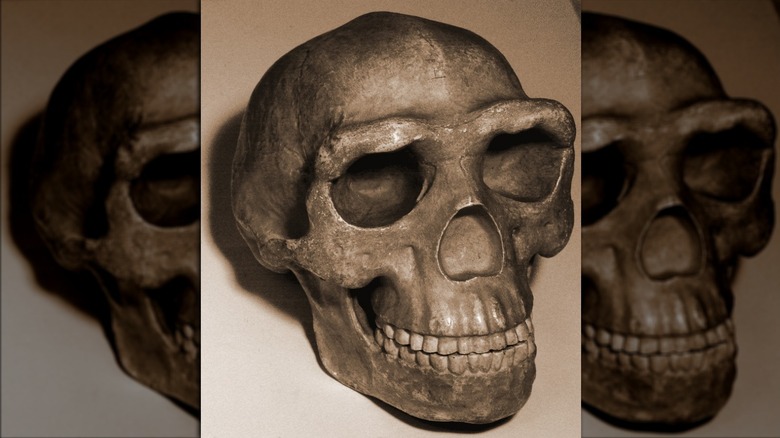 Peking Man skull reconstruction
