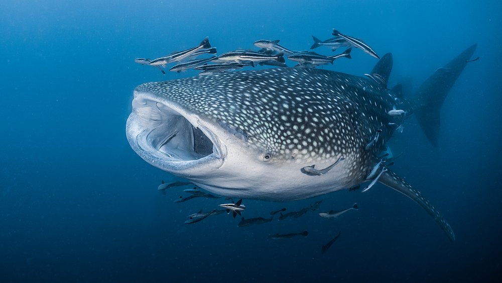 Whale shark