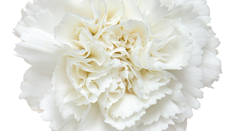 White carnation