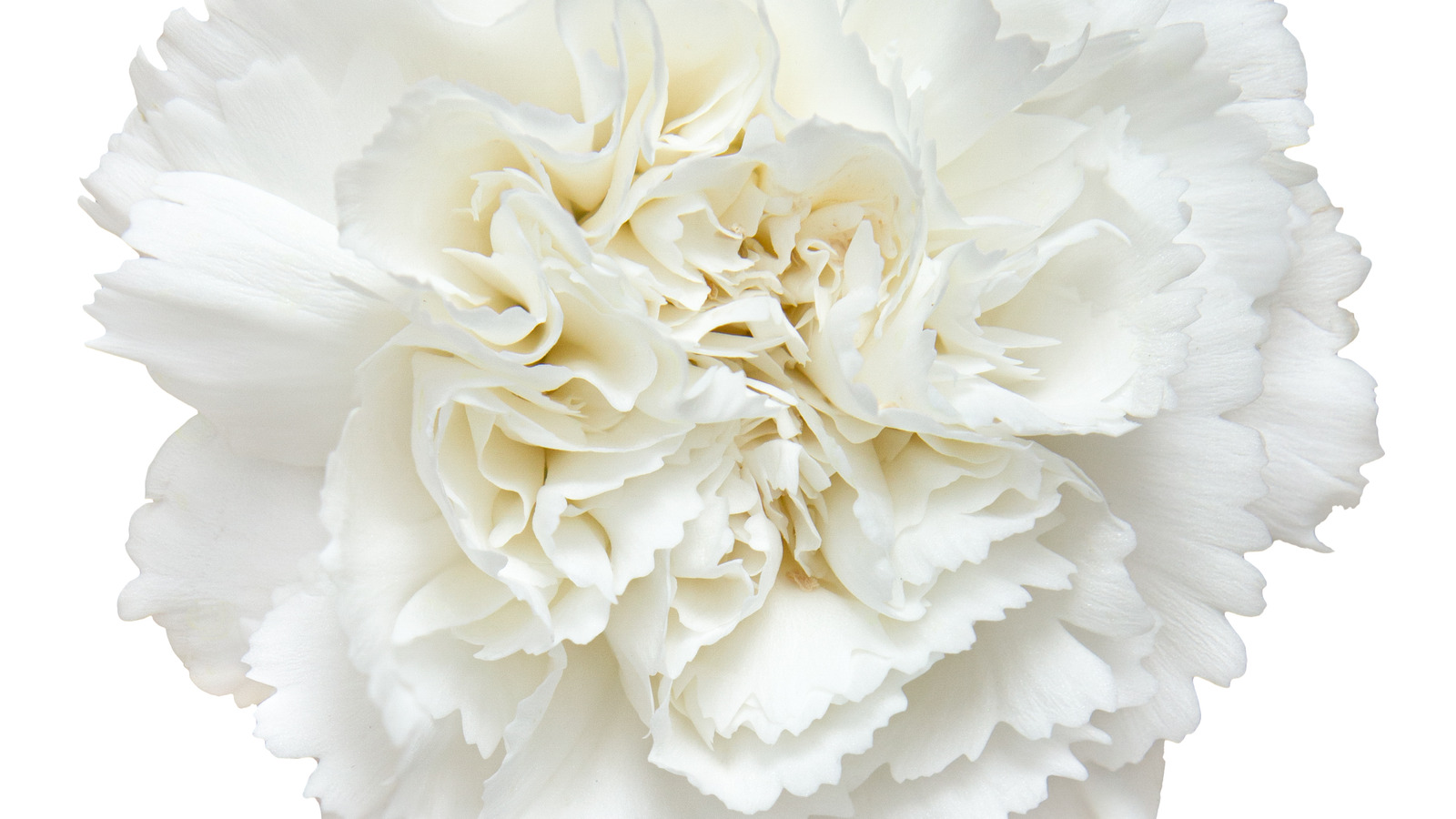 The Real Reason White Carnations Are The Official Flowers Of Mother's Day