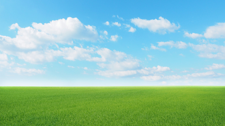 open field of grass and a sky with clouds