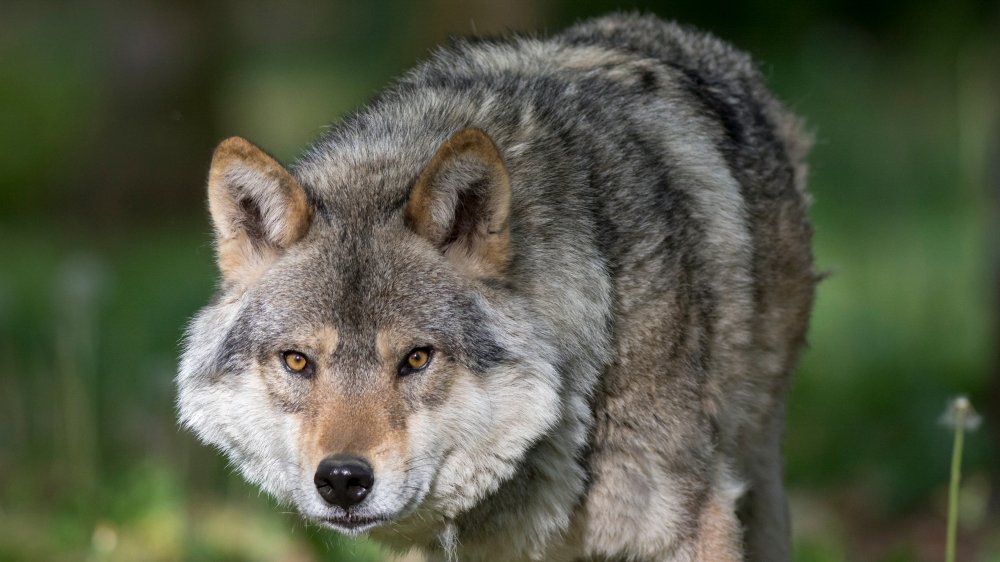Wolf