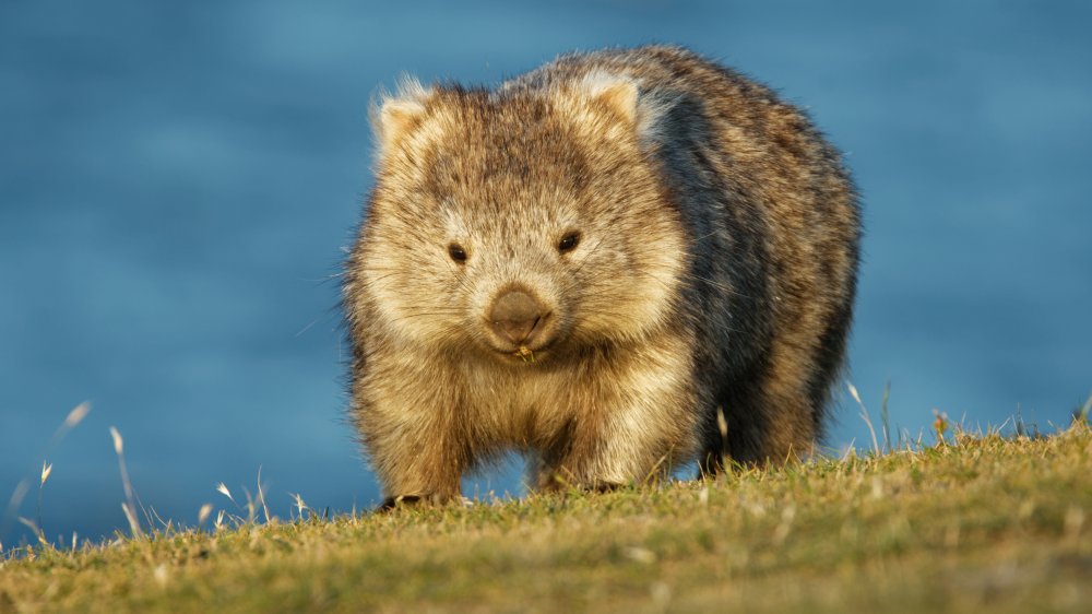 Wombat