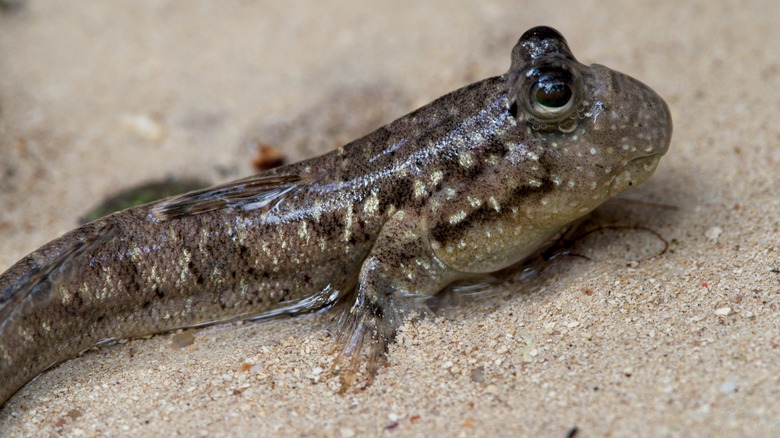 A mudskipper on a beach