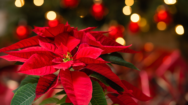 Poinsettia in front of Christmas tree