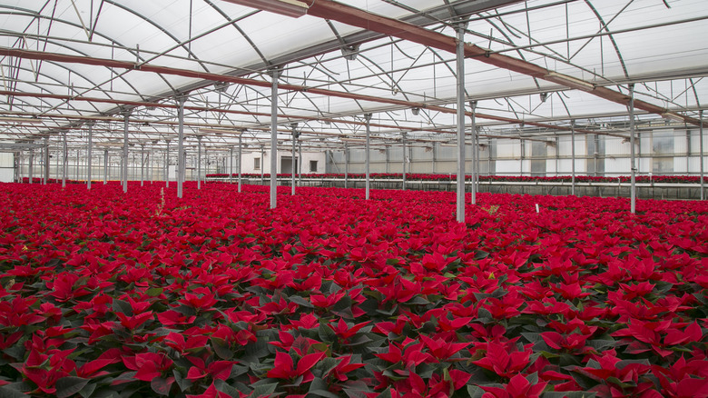 Poinsettias in greenhouse