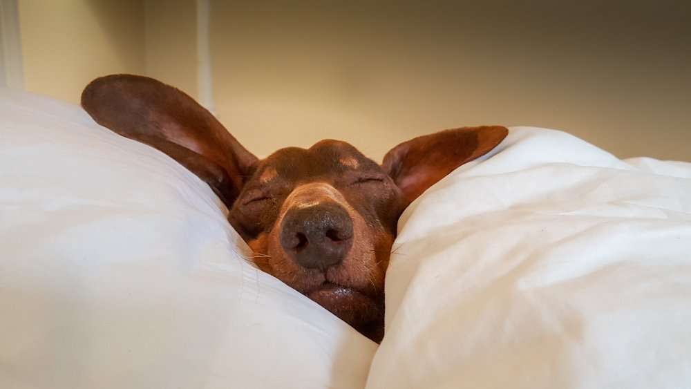 Sleeping dog