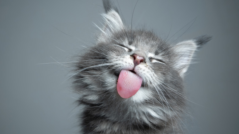 Cat licking