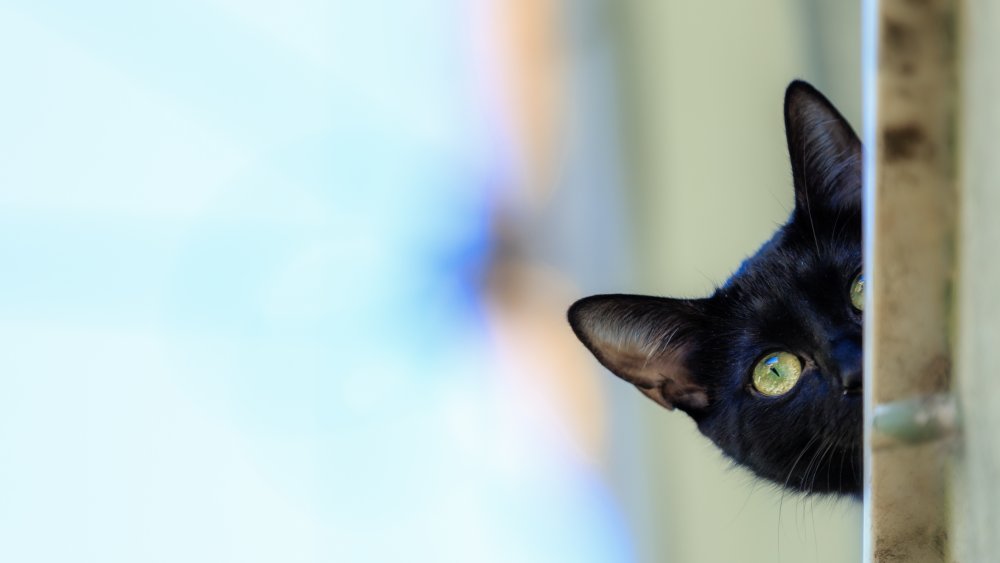 The Real Reason Your Cat Won't Stop Staring At You