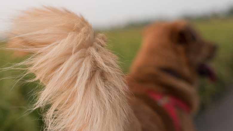 Fluffy-tailed dog