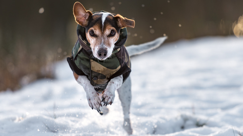 Running dog