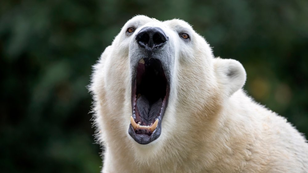 Hangry polar bear