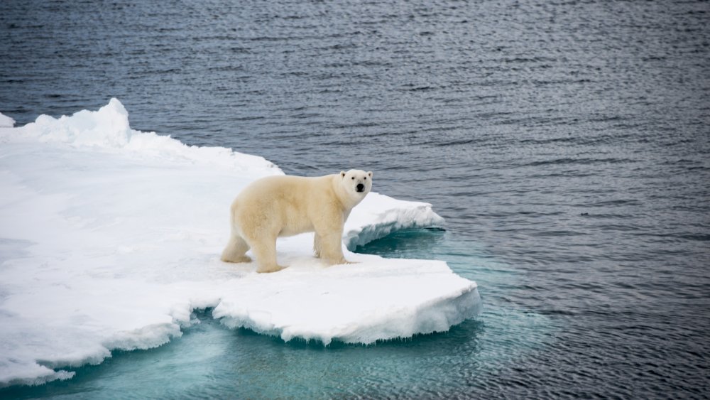 Polar bear on ice