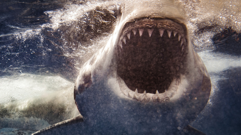 gaping mouth of a great white shark