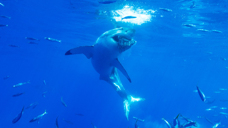 a great white eating