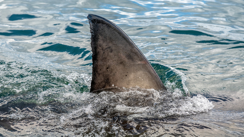 great white shark fin above water as it cruises