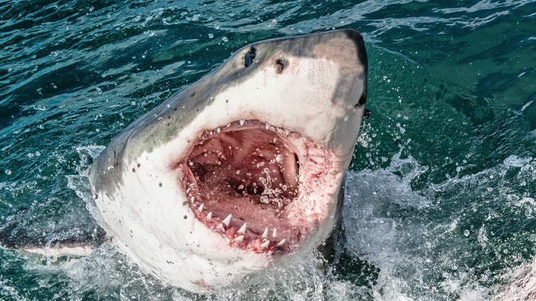 great white shark breaching the ocean surface