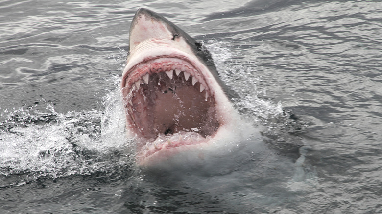 closeup of open mouth of a great white shark