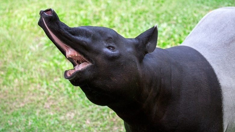 tapir
