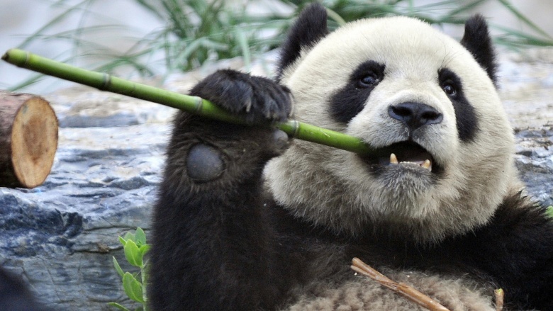 panda