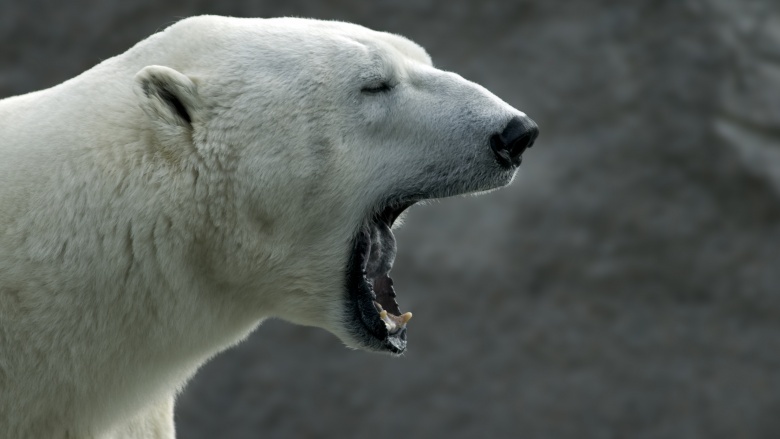 polar bears