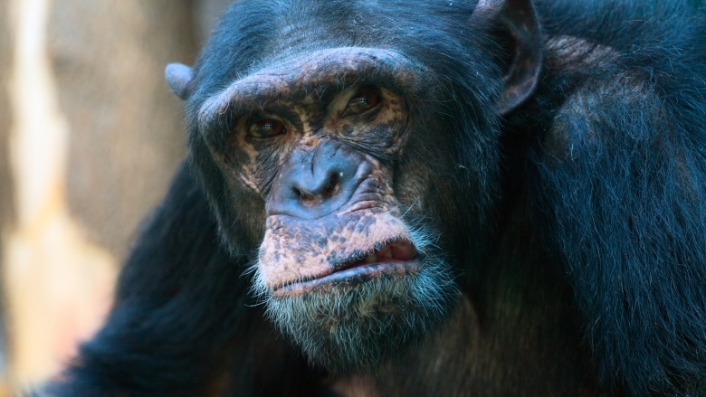 chimpanzee