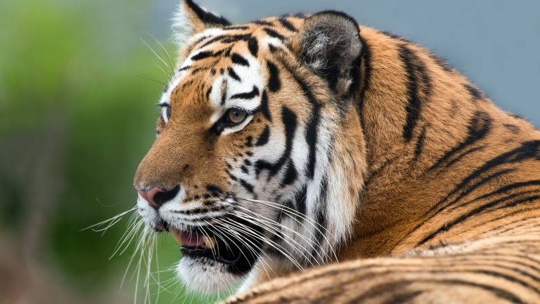 tiger