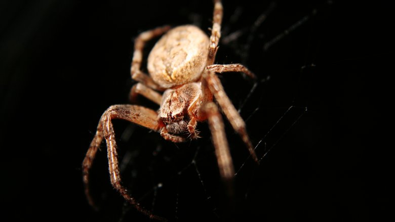 the biggest camel spider ever found