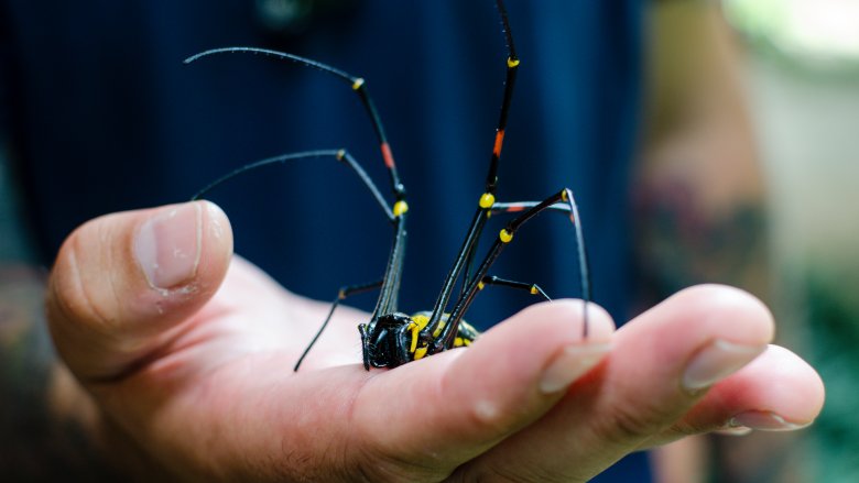 golden silk orb weaver spider