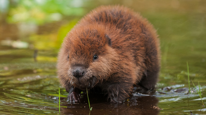 Beaver in water