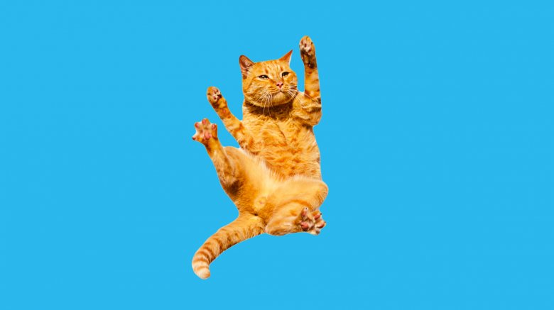 Falling cat