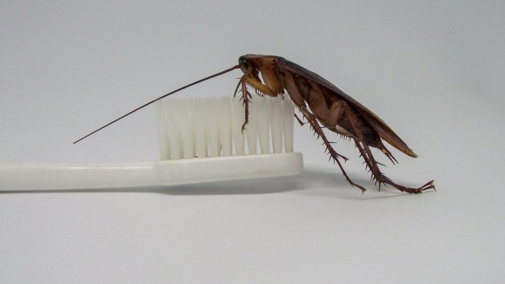 Roach on toothbrush