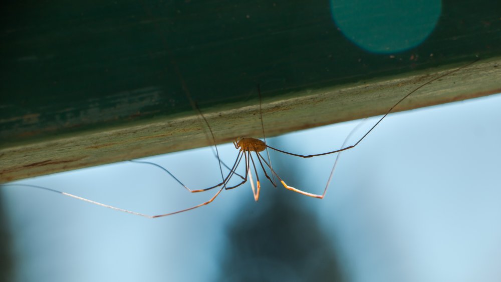 Northland Nature: Daddy longlegs — not actually spiders — abundant