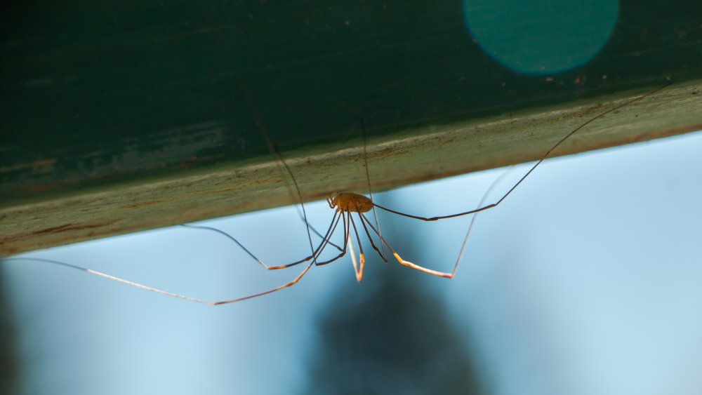 huntsman daddy long legs spider