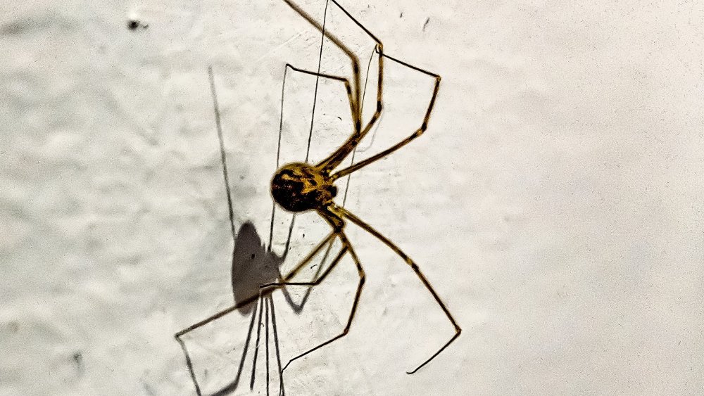 Daddy Longlegs: Spiders & Other Critters