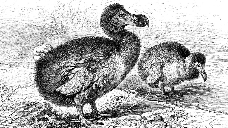 Dodo birds on arid land searching for food