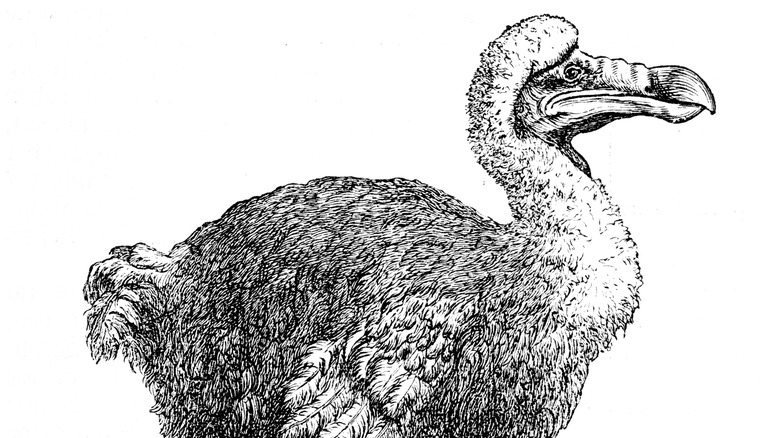 Old-timey sketch of the dodo bird