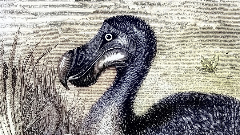 Vintage art of dodo bird