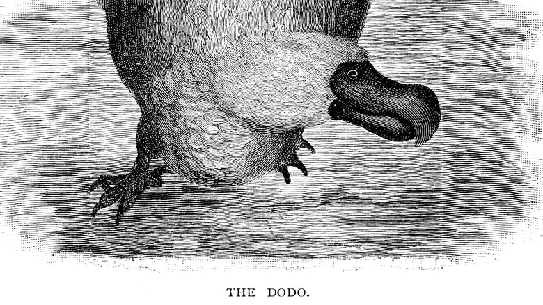scanned engraving of the dodo bird