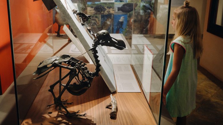 A child passing by a dodo bird skeleton behind glass