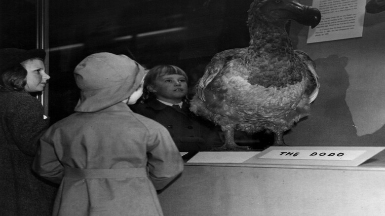 Children looking at a dodo bird display in a museum