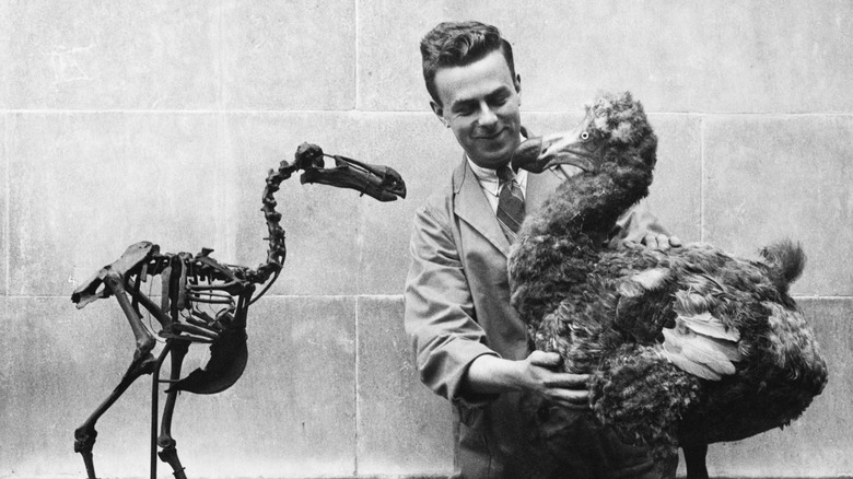 A dodo bird skeleton next to a stuffed replica