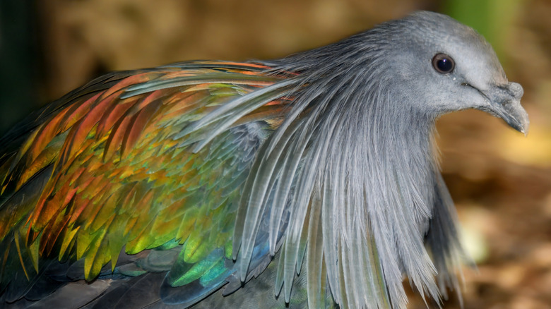 Close-up shot of a nicobar pigeon
