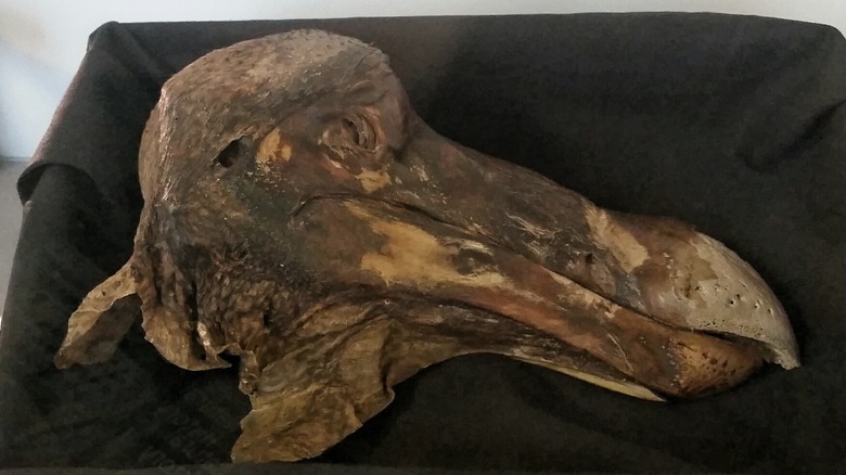 The Oxford dodo, a preserved dodo bird head
