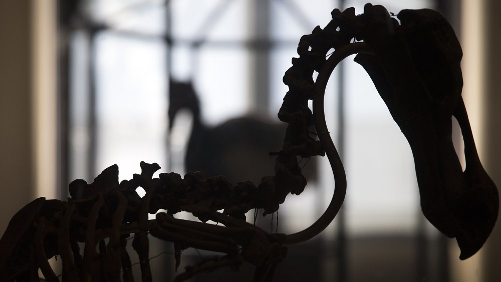Dodo bird skeleton
