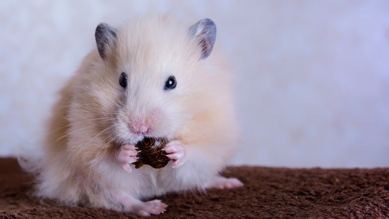 Hamster eating