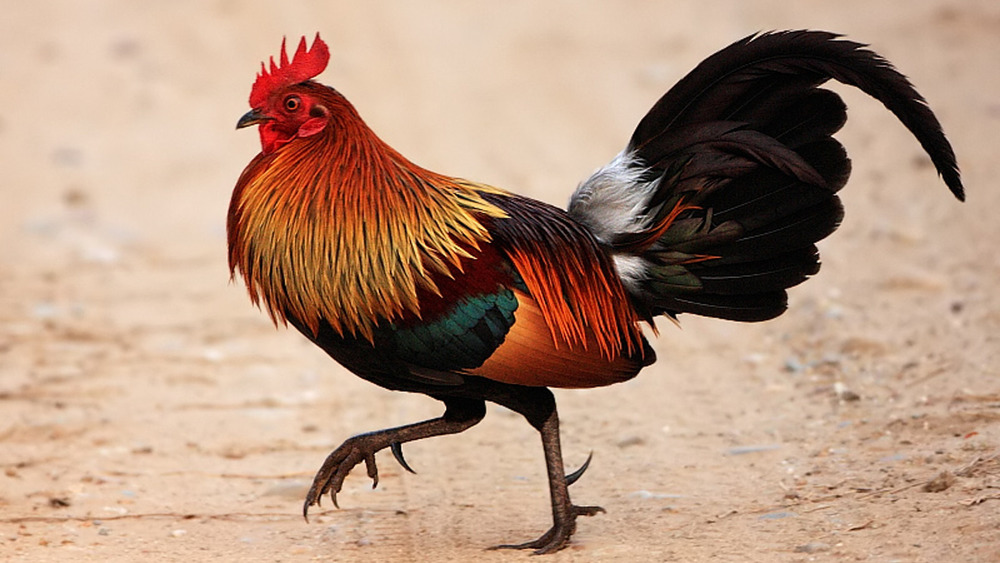 Red Jungle Fowl chicken