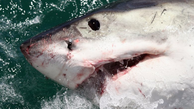 The Reason Megalodon Sharks Went Extinct