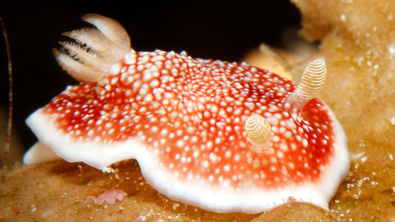 Chromodoris reticulata slug