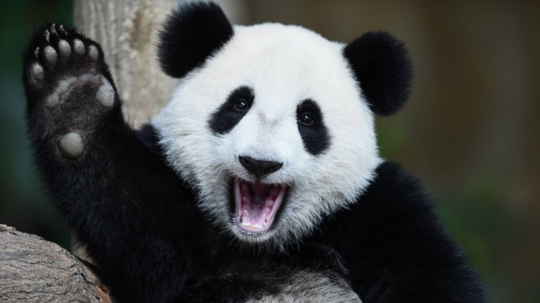giant panda smile wave